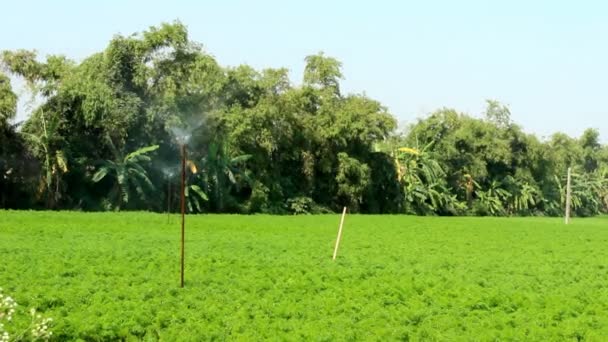 Riego para verduras — Vídeos de Stock